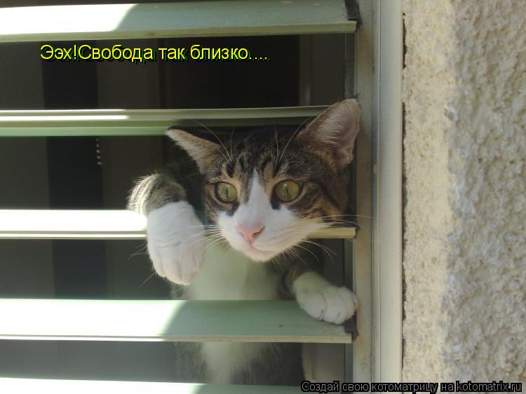 Ээх!Свобода так близко.... Ээх!Свобода так близко....... Котоматрица: Ээх!Свобода так близко.... Ээх!Свобода так близко....