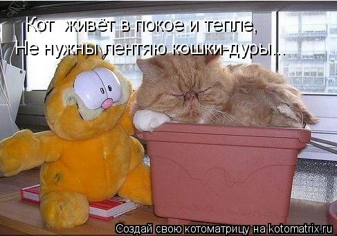 Кот живёт в покое и тепле, Не нужны лентяю кошки-дуры...... Котоматрица: Кот живёт в покое и тепле, Не нужны лентяю кошки-дуры...