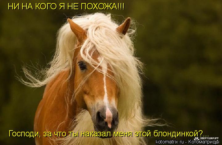 НИ НА КОГО Я НЕ ПОХОЖА!!! Господи, за что ты наказал меня этой блондинкой?...... Котоматрица: НИ НА КОГО Я НЕ ПОХОЖА!!! Господи, за что ты наказал меня этой блондинкой?...