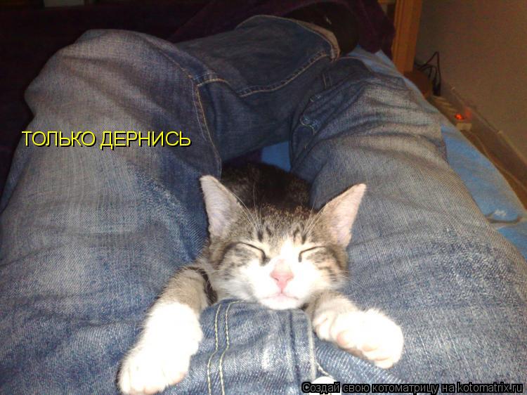 ТОЛЬКО ДЕРНИСЬ... Котоматрица: ТОЛЬКО ДЕРНИСЬ
