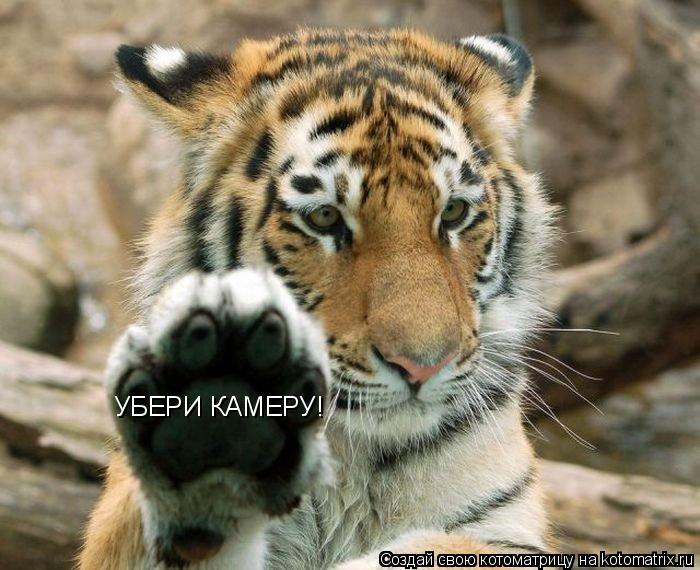 УБЕРИ КАМЕРУ!... Котоматрица: УБЕРИ КАМЕРУ!