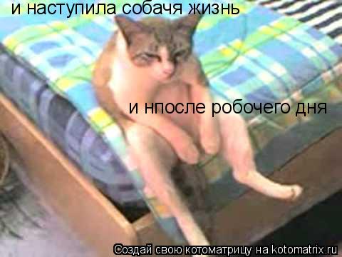 и наступила собачя жизнь и нпосле робочего дня... Котоматрица: и наступила собачя жизнь и нпосле робочего дня