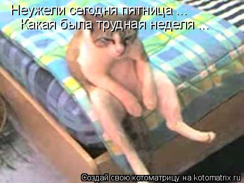 Неужели сегодня пятница ... Какая была трудная неделя ...... Котоматрица: Неужели сегодня пятница ... Какая была трудная неделя ...