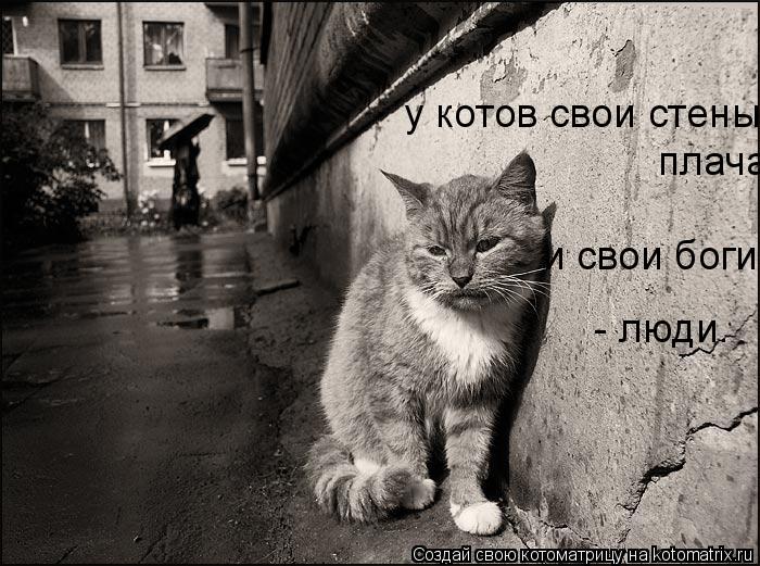 у котов свои стены плача и свои боги - люди. плача и свои боги - люди. и свои боги - люди. - люди.... Котоматрица: у котов свои стены плача и свои боги - люди. плача и свои боги - люди. и свои боги - люди. - люди.