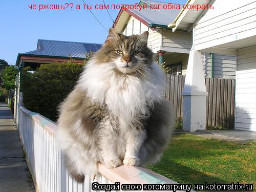 чё ржошь?? а ты сам попробуй колобка сожрать... Котоматрица: чё ржошь?? а ты сам попробуй колобка сожрать