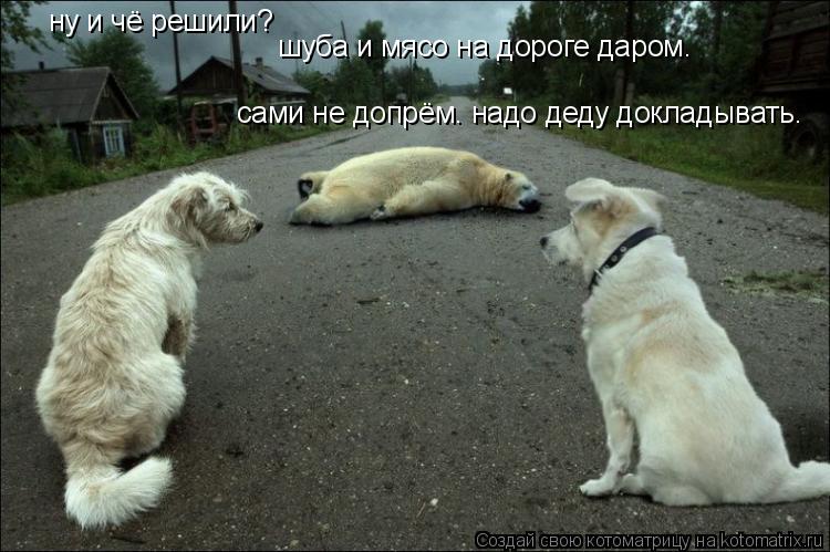 ну и чё решили? сами не допрём. надо деду докладывать. шуба и мясо на дороге даром.... Котоматрица: ну и чё решили? сами не допрём. надо деду докладывать. шуба и мясо на дороге даром.