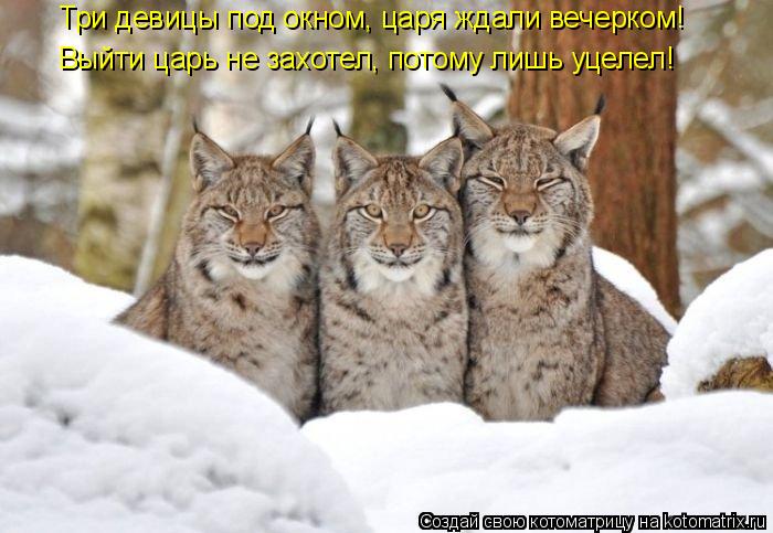 Котоматрица: Три девицы под окном, царя ждали вечерком! Выйти царь не захотел, потому лишь уцелел!