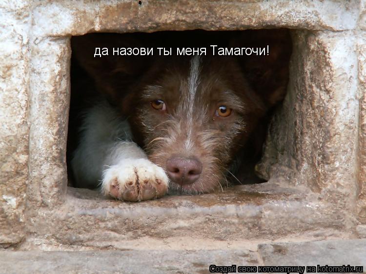 да назови ты меня Тамагочи!... Котоматрица: да назови ты меня Тамагочи!