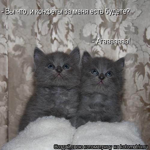 - Вы что, и конфеты за меня есть будете? - Агааааааа!... Котоматрица: - Вы что, и конфеты за меня есть будете? - Агааааааа!