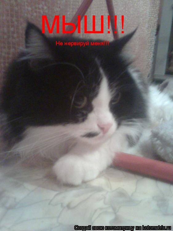 МЫШ!!! Не нервируй меня!!!... Котоматрица: МЫШ!!! Не нервируй меня!!!