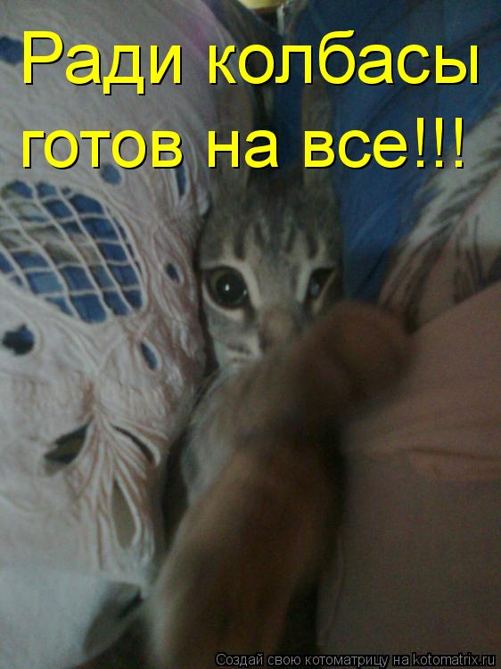 Ради колбасы готов на все!!!... Котоматрица: Ради колбасы готов на все!!!