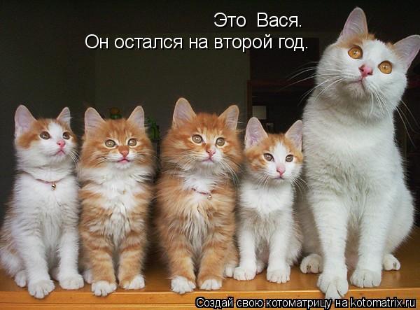 Это Вася. Он остался на второй год.... Котоматрица: Это Вася. Он остался на второй год.