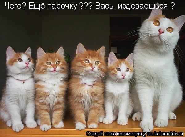 Чего? Ещё парочку ??? Вась, издеваешься ?... Котоматрица: Чего? Ещё парочку ??? Вась, издеваешься ?