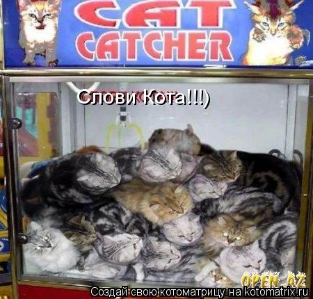 Слови Кота!!!)... Котоматрица: Слови Кота!!!)