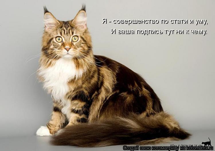 Я - совершенство по стати и уму, И ваша подпись тут ни к чему.... Котоматрица: Я - совершенство по стати и уму, И ваша подпись тут ни к чему.