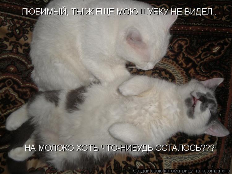 ЛЮБИМЫЙ, ТЫ Ж ЕЩЕ МОЮ ШУБКУ НЕ ВИДЕЛ.. НА МОЛОКО ХОТЬ ЧТО-НИБУДЬ ОСТАЛОСЬ???... Котоматрица: ЛЮБИМЫЙ, ТЫ Ж ЕЩЕ МОЮ ШУБКУ НЕ ВИДЕЛ.. НА МОЛОКО ХОТЬ ЧТО-НИБУДЬ ОСТАЛОСЬ???