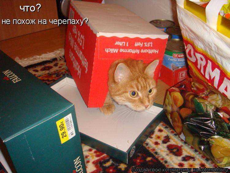 что? не похож на черепаху?... Котоматрица: что? не похож на черепаху?