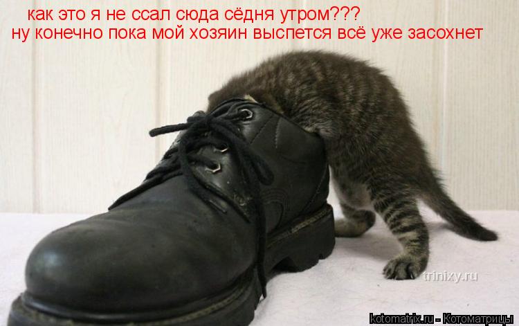 как это я не ссал сюда сёдня утром??? ну конечно пока мой хозяин выспется всё уже засохнет... Котоматрица: как это я не ссал сюда сёдня утром??? ну конечно пока мой хозяин выспется всё уже засохнет