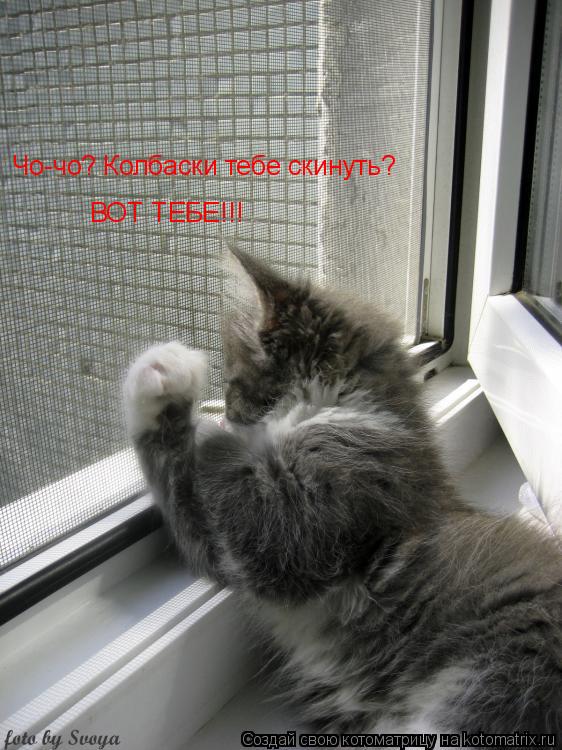 Чо-чо? Колбаски тебе скинуть? ВОТ ТЕБЕ!!!... Котоматрица: Чо-чо? Колбаски тебе скинуть? ВОТ ТЕБЕ!!!