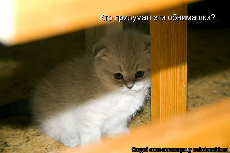 Кто придумал эти обнимашки?..... Котоматрица: Кто придумал эти обнимашки?..