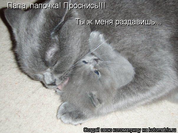 Котоматрица: Папа, папочка! Проснись!!! Ты ж меня раздавишь...