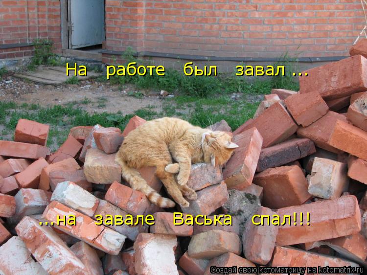 Котоматрица: На   работе   был   завал ... ...на   завале   Васька   спал!!!