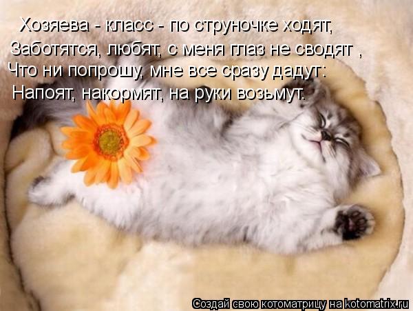 Хозяева - класс - по струночке ходят, Заботятся, любят, с меня глаз не сводят , Что ни попрошу, мне в... Котоматрица: Хозяева - класс - по струночке ходят, Заботятся, любят, с меня глаз не сводят , Что ни попрошу, мне все сразу дадут: Напоят, накормят, на руки во