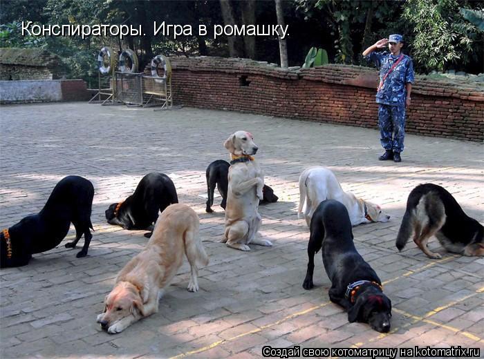 Конспираторы. Игра в ромашку.... Котоматрица: Конспираторы. Игра в ромашку.