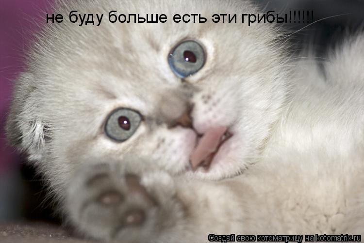 не буду больше есть эти грибы!!!!!!... Котоматрица: не буду больше есть эти грибы!!!!!!