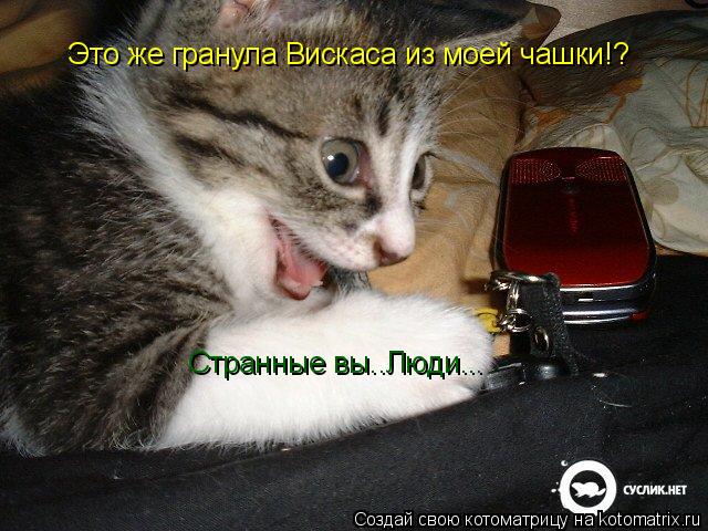 Это же гранула Вискаса из моей чашки!? Странные вы..Люди...... Котоматрица: Это же гранула Вискаса из моей чашки!? Странные вы..Люди...