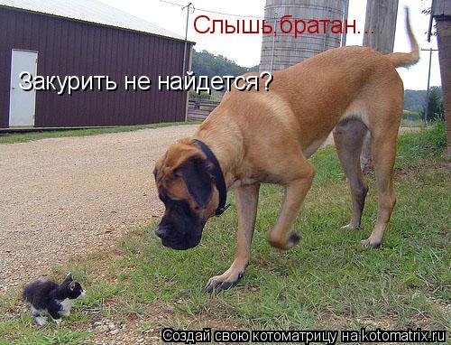Слышь,братан... Закурить не найдется?... Котоматрица: Слышь,братан... Закурить не найдется?