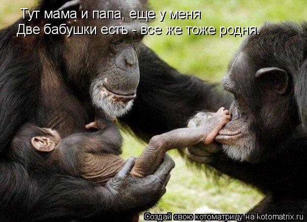 Тут мама и папа, еще у меня Две бабушки есть - все же тоже родня.... Котоматрица: Тут мама и папа, еще у меня Две бабушки есть - все же тоже родня.