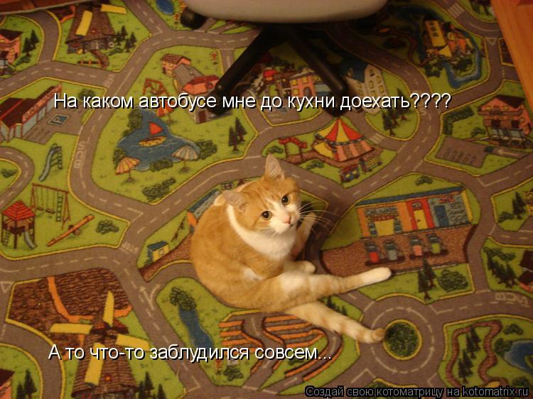 На каком автобусе мне до кухни доехать???? А то что-то заблудился совсем...... Котоматрица: На каком автобусе мне до кухни доехать???? А то что-то заблудился совсем...