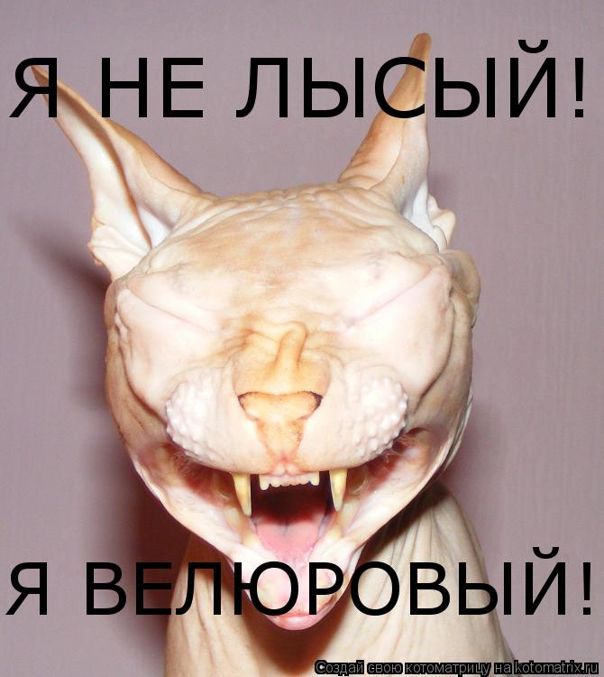 Я НЕ ЛЫСЫЙ! Я ВЕЛЮРОВЫЙ!... Котоматрица: Я НЕ ЛЫСЫЙ! Я ВЕЛЮРОВЫЙ!