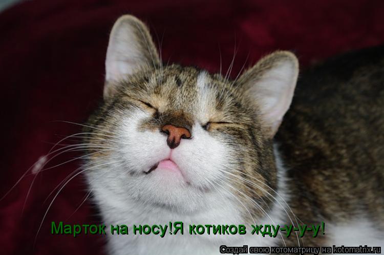 Марток на носу!Я котиков жду-у-у-у!... Котоматрица: Марток на носу!Я котиков жду-у-у-у!