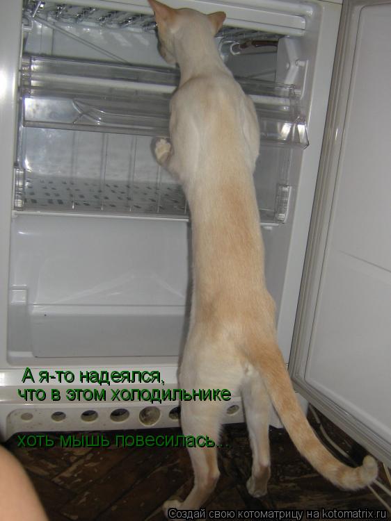 А я-то надеялся, что в этом холодильнике хоть мышь повесилась...... Котоматрица: А я-то надеялся, что в этом холодильнике хоть мышь повесилась...