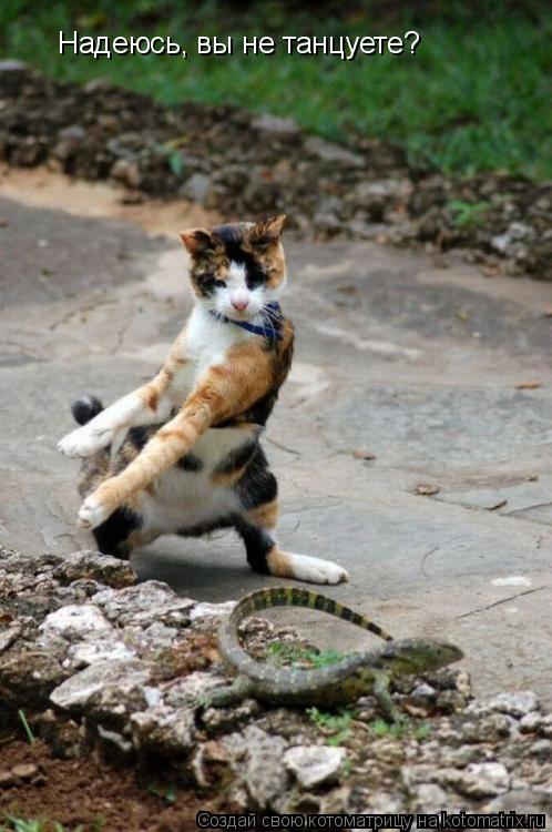 Hадеюсь, вы не танцуете?... Котоматрица: Hадеюсь, вы не танцуете?