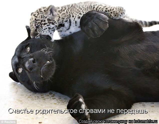 Счастье родительское словами не передашь... Котоматрица: Счастье родительское словами не передашь