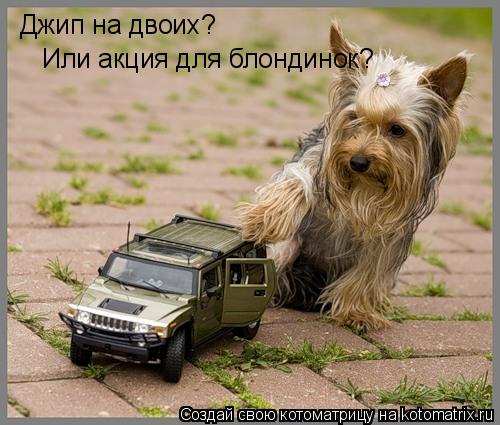 Джип на двоих? Или акция для блондинок?... Котоматрица: Джип на двоих? Или акция для блондинок?