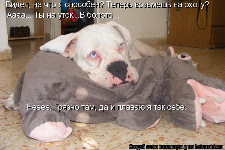 Видел, на что я способен? Теперь возьмешь на охоту? Нееее. Грязно там, да и плаваю я так себе. Аааа..... Котоматрица: Видел, на что я способен? Теперь возьмешь на охоту? Нееее. Грязно там, да и плаваю я так себе. Аааа... Ты на уток...В болото...