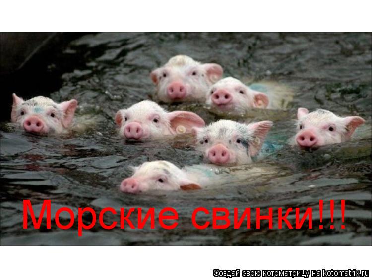 Морские свинки!!!... Котоматрица: Морские свинки!!!