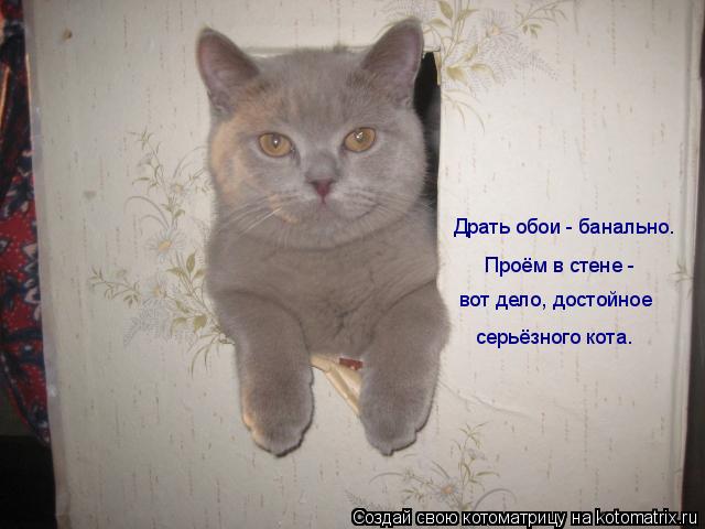 Драть обои - банально. Проём в стене - вот дело, достойное серьёзного кота.... Котоматрица: Драть обои - банально. Проём в стене - вот дело, достойное серьёзного кота.