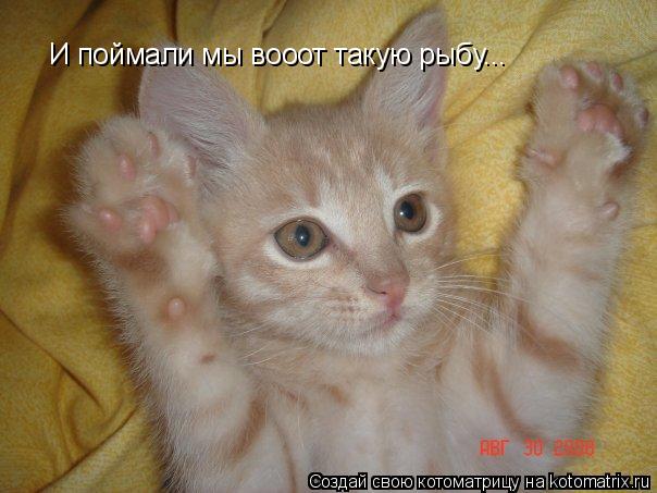 И поймали мы вооот такую рыбу...... Котоматрица: И поймали мы вооот такую рыбу...