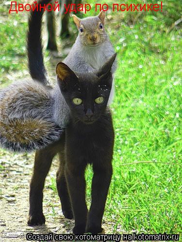 Двойной удар по психике!... Котоматрица: Двойной удар по психике!