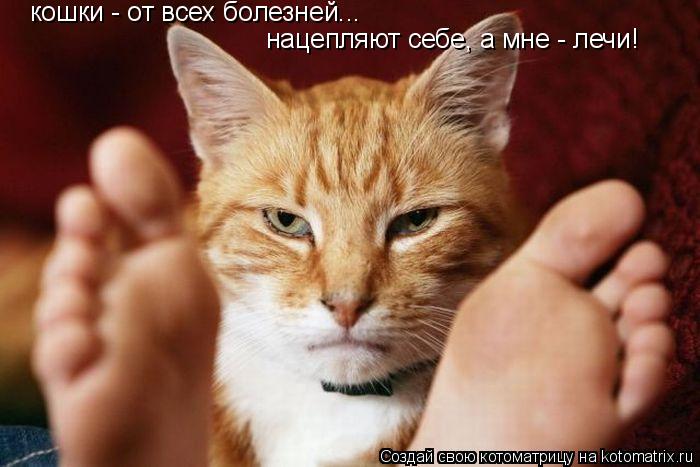 Котоматрица: кошки - от всех болезней...  нацепляют себе, а мне - лечи!