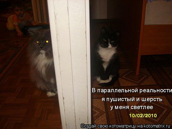 В параллельной реальности я пушистый и шерсть у меня светлее... Котоматрица: В параллельной реальности я пушистый и шерсть у меня светлее