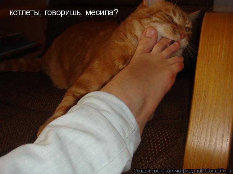 котлеты, говоришь, месила?... Котоматрица: котлеты, говоришь, месила?