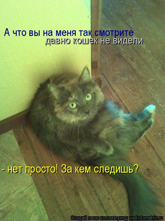 А что вы на меня так смотрите давно кошек не видели - нет просто! За кем следишь?... Котоматрица: А что вы на меня так смотрите давно кошек не видели - нет просто! За кем следишь?