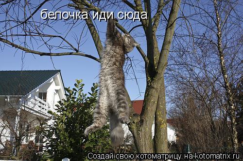 белочка иди сюда... Котоматрица: белочка иди сюда