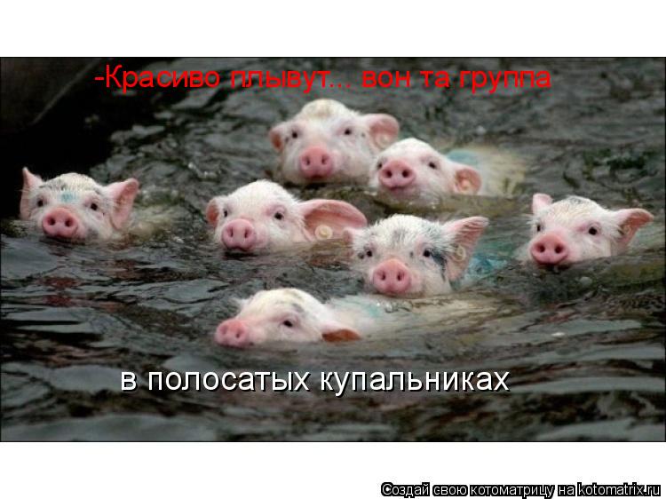 -Красиво плывут... вон та группа в полосатых купальниках... Котоматрица: -Красиво плывут... вон та группа в полосатых купальниках